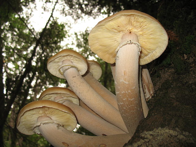 funghi 14 Mostra micologica Anzilotti di Pescia